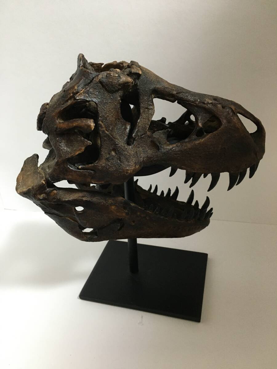 1/9スケール ティラノサウルス（スタン）の頭骨のレプリカ T.REX 化石 標本の画像5