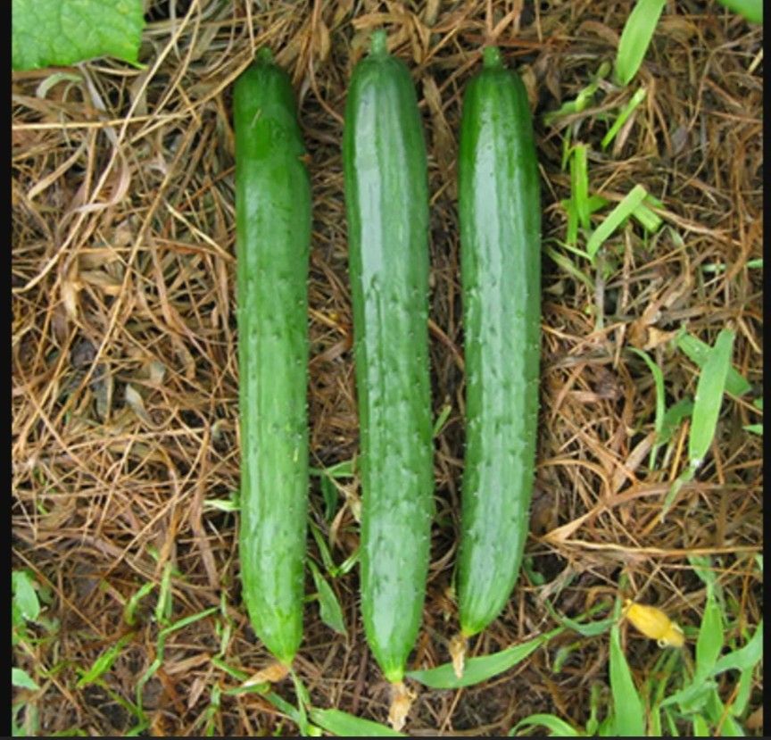 きゅうり　上高地　無農薬の種　たね　きゅうりの種　家庭菜園　プランター　国内採種　自然農法　自然のたね　野菜の種　種　10粒　