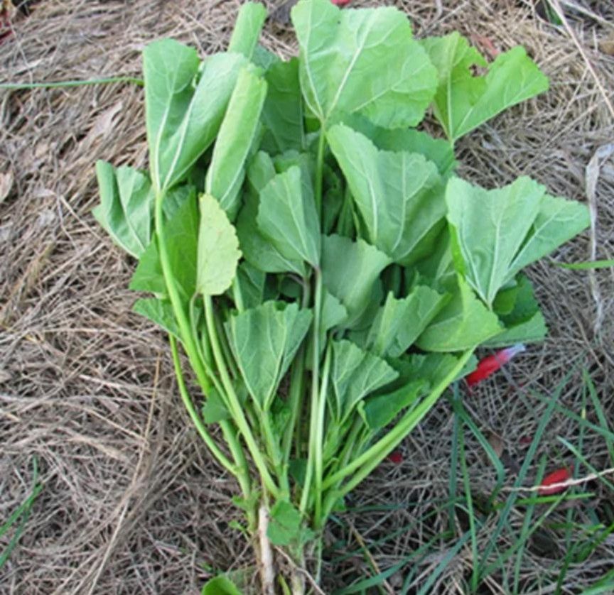 オカノリ　葉菜類　　無農薬の種　自農系　野菜の種　タネ　自然農法　　家庭菜園　有機野菜　身体に安心