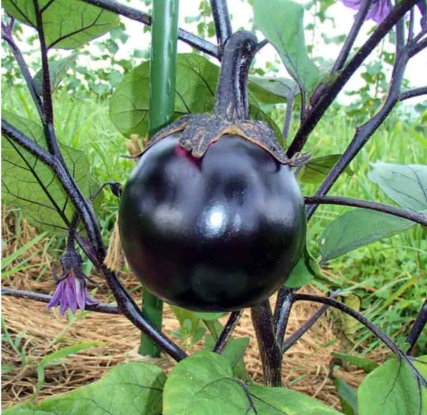 自農丸ナス　じのうまるなす　種　タネ　野菜の種　ナスの種　自然農法　国内採種　有機栽培　なす　家庭菜園　茄子　有機野菜　10粒