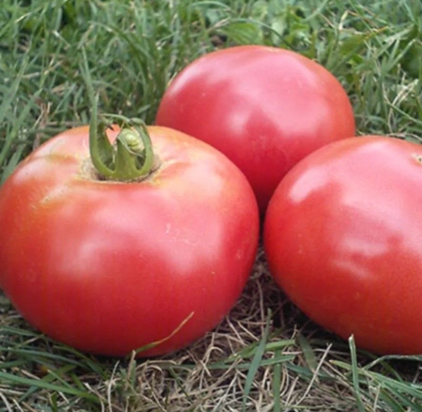 妙紅　みょうこう　トマト　大玉　トマトの種　タネ　野菜の種　ナスの種　自然農法　国内採種　有機栽培　家庭菜園　有機野菜　10粒