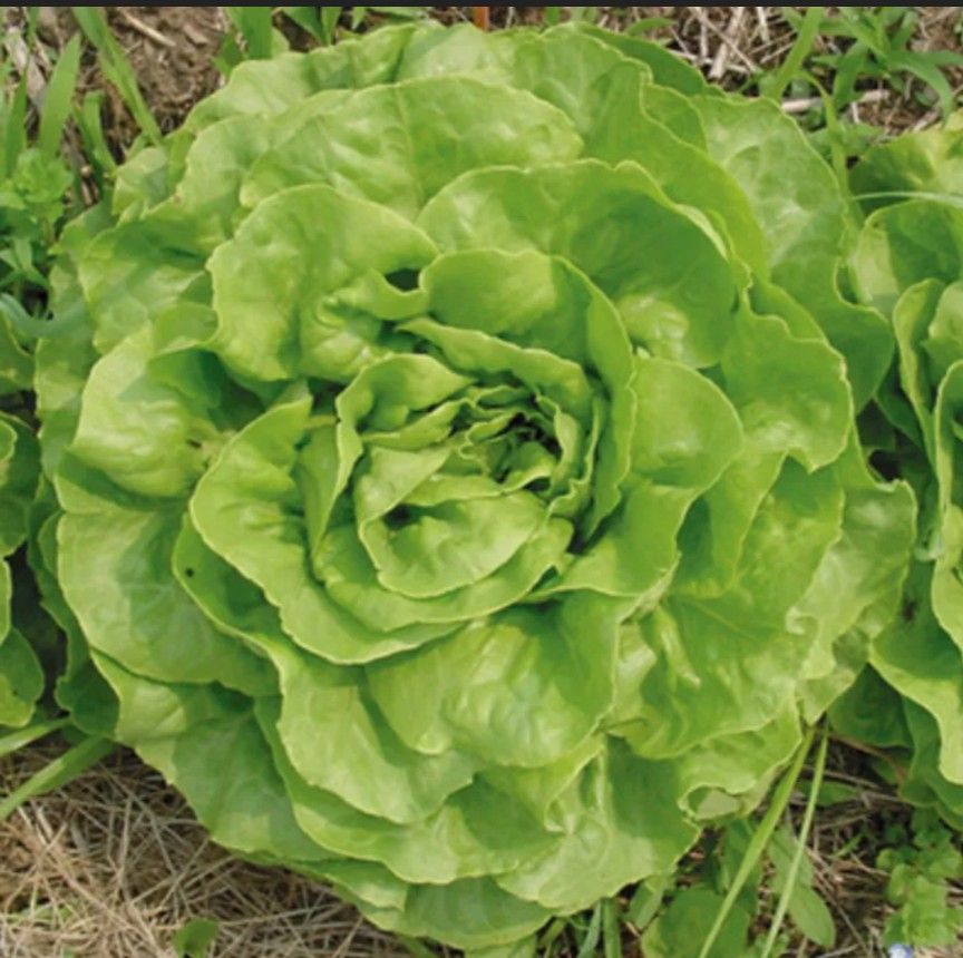 無農薬　エルーゴ　サラダ菜の種　種　野菜の種　タネ　自然農法　国内採種　　家庭菜園　　プランター　有機野菜　身体に安心　農業