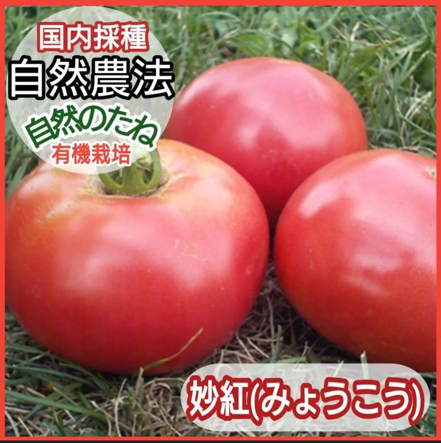 妙紅　みょうこう　トマト　大玉　トマトの種　タネ　野菜の種　ナスの種　自然農法　国内採種　有機栽培　家庭菜園　有機野菜　10粒