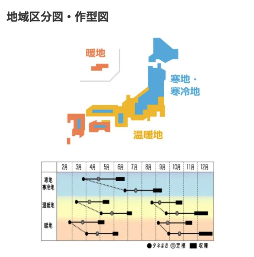 無農薬　エルーゴ　サラダ菜の種　種　野菜の種　タネ　自然農法　国内採種　　家庭菜園　　プランター　有機野菜　身体に安心　農業