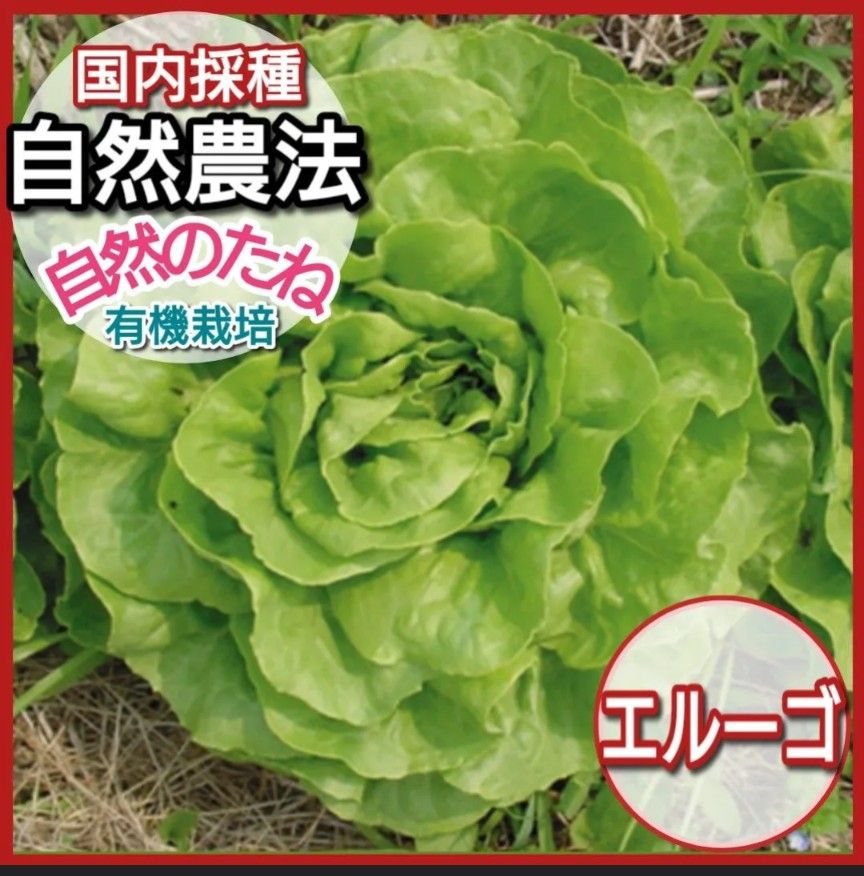 無農薬　エルーゴ　サラダ菜の種　種　野菜の種　タネ　自然農法　国内採種　　家庭菜園　　プランター　有機野菜　身体に安心　農業