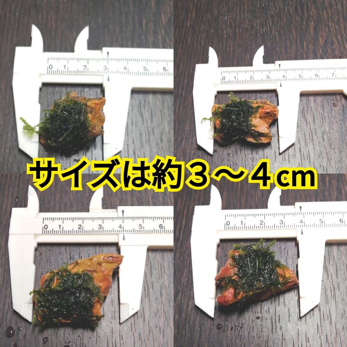 5個 南米ウィローモス 無農薬 気孔石 メダカ グッピー ミナミヌマエビ 水草 隠れ家 レッドビーシュリンプ 金魚 アクアリウム