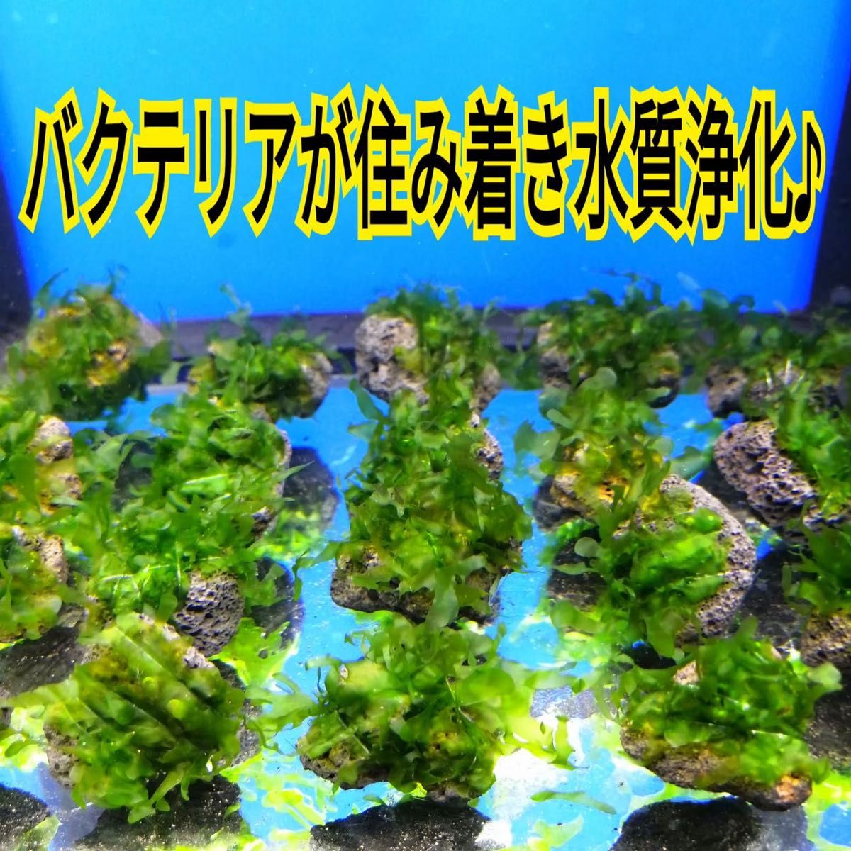 10個 モスファン ゼニゴケ 溶岩石 無農薬 ミナミヌマエビ レッドビーシュリンプ 水草 隠れ家 メダカ グッピー アクアリウム