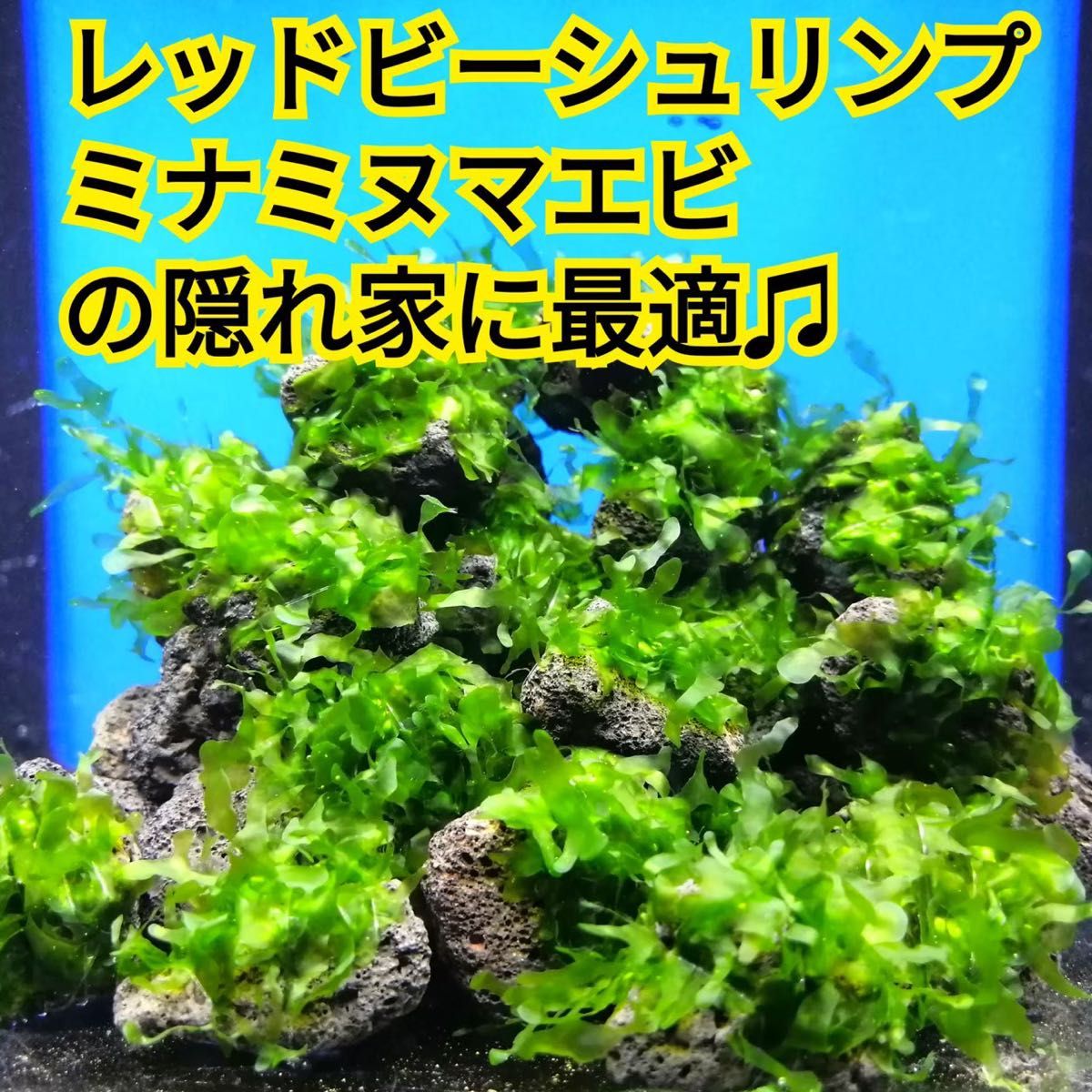 10個 モスファン ゼニゴケ 溶岩石 無農薬 ミナミヌマエビ レッドビーシュリンプ 水草 隠れ家 メダカ グッピー アクアリウム