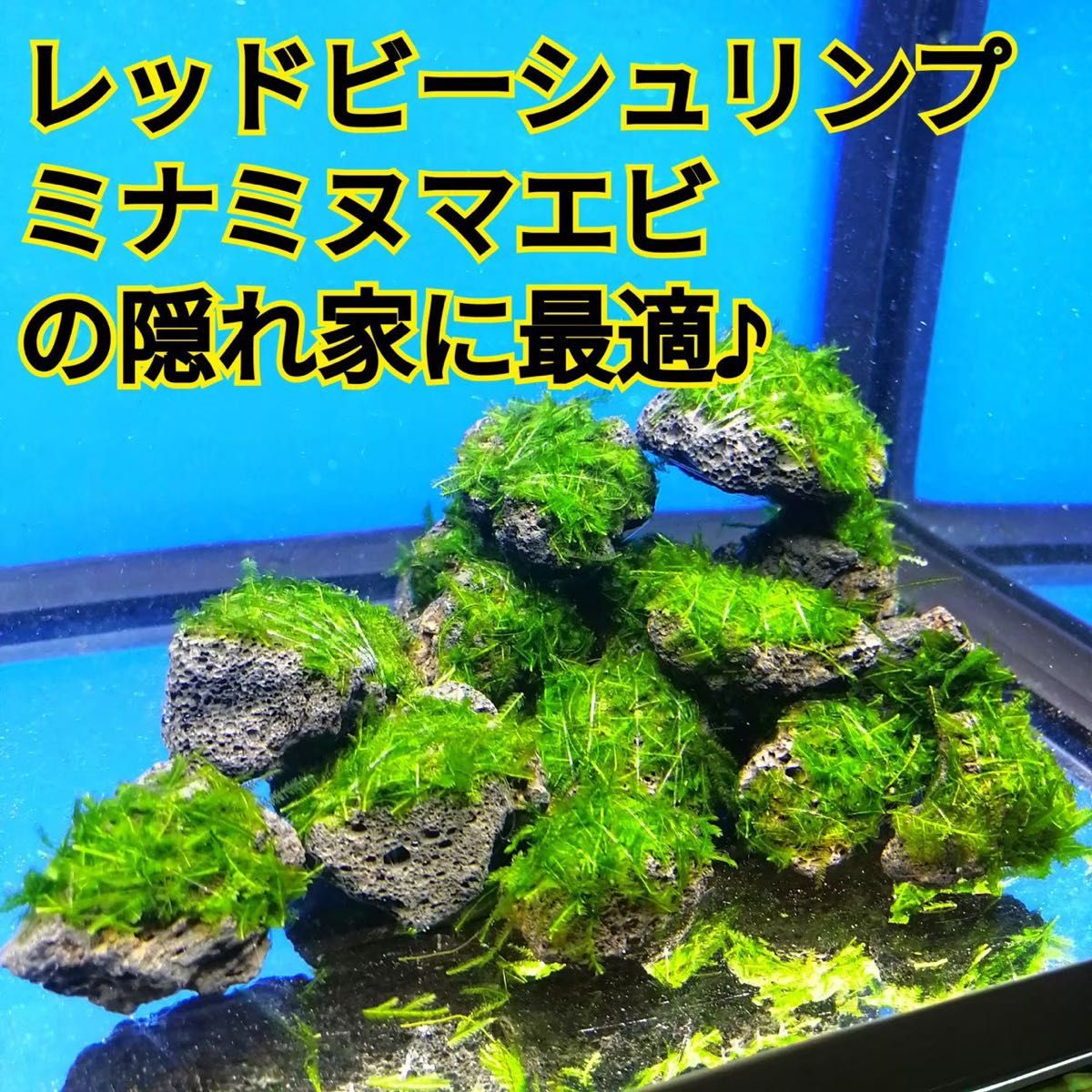 3個 南米ウィローモス 無農薬 黒 溶岩石 ミナミヌマエビ レッドビーシュリンプ 水草 隠れ家 メダカ グッピー アクアリウム