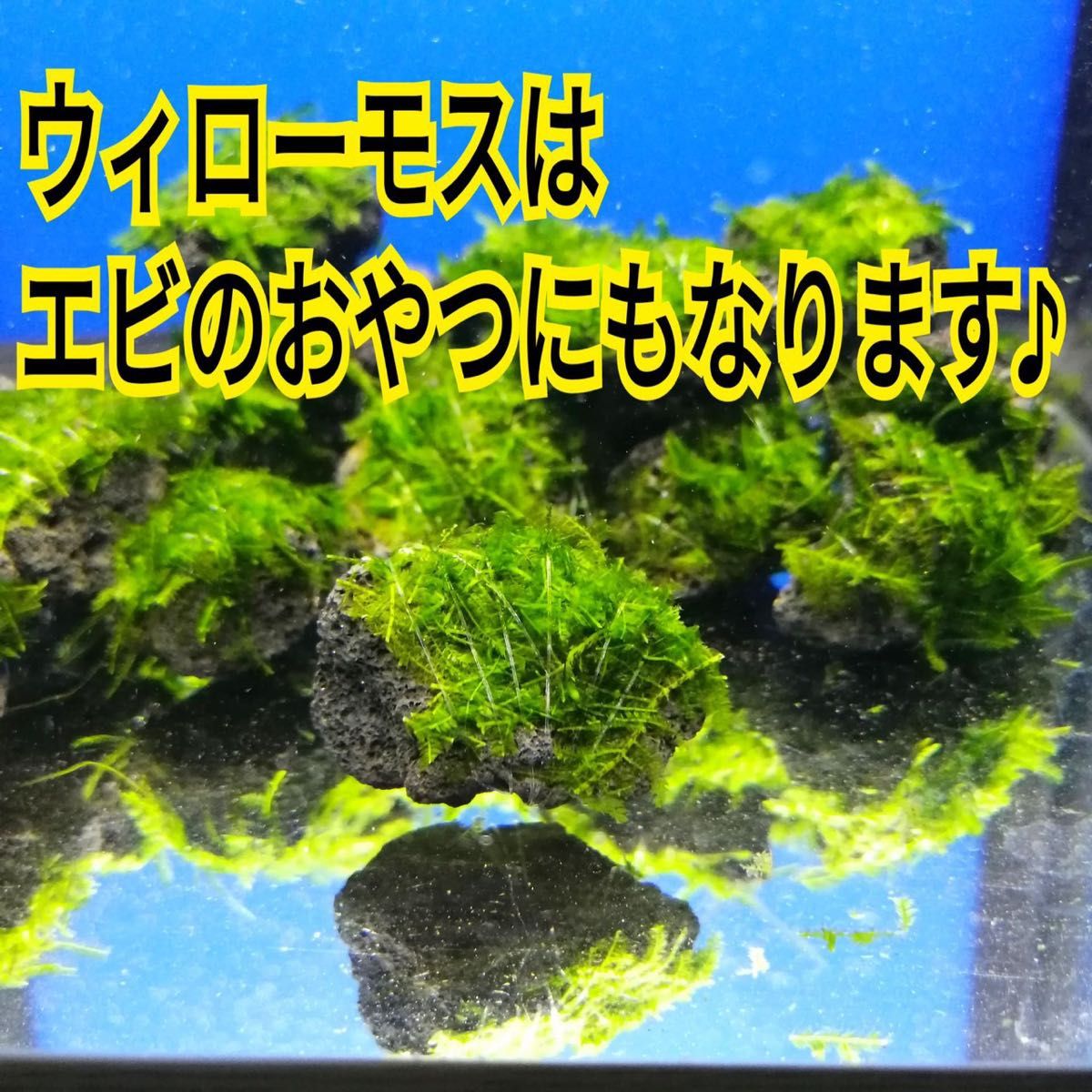 5個 南米ウィローモス 無農薬 黒 溶岩石 メダカ グッピー ミナミヌマエビ 水草 隠れ家 レッドビーシュリンプ アクアリウム