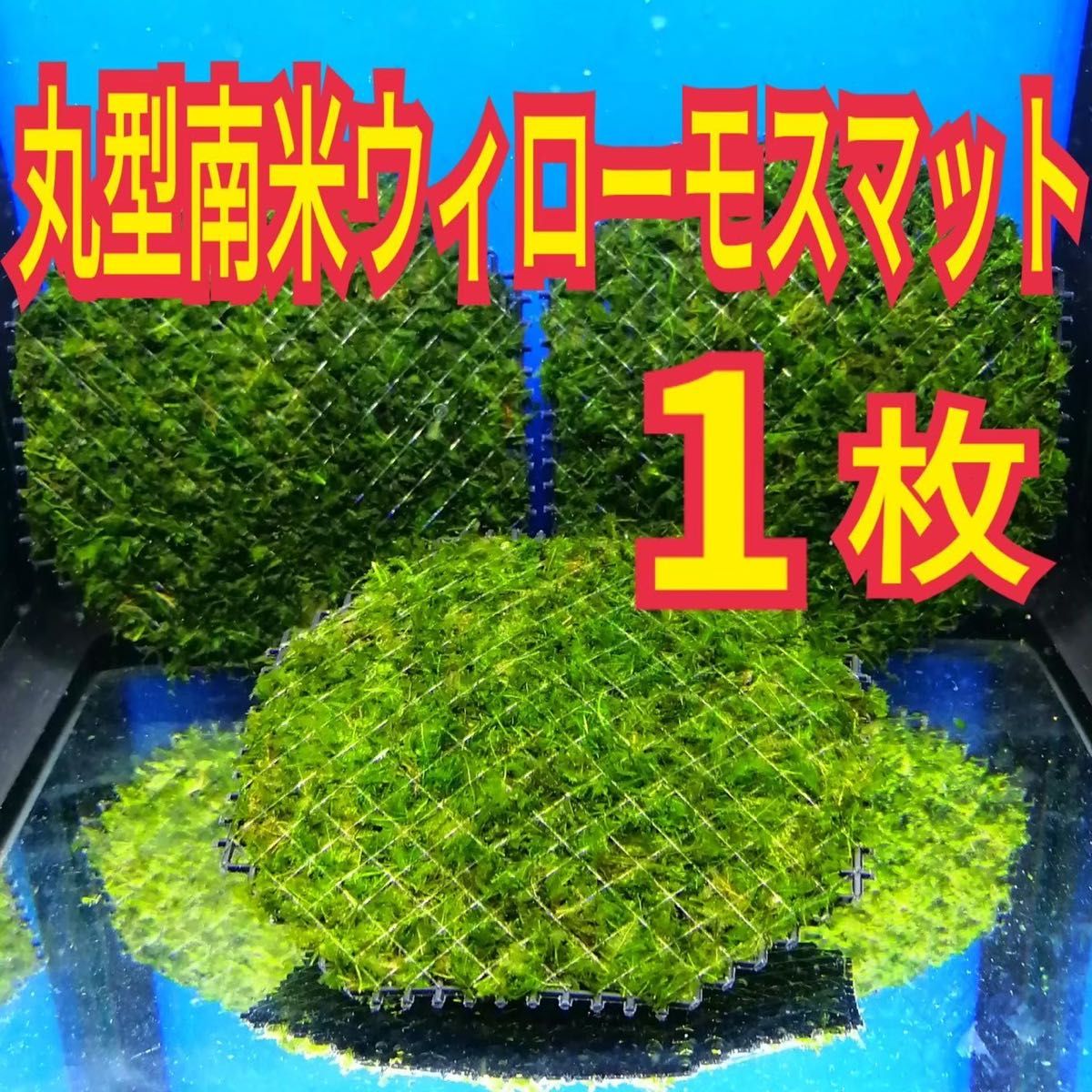 3個 南米ウィローモス 無農薬 赤 溶岩石 ヤマトヌマエビ ミナミヌマエビ 水草 隠れ家 アクアリウム グッピー 金魚 メダカ