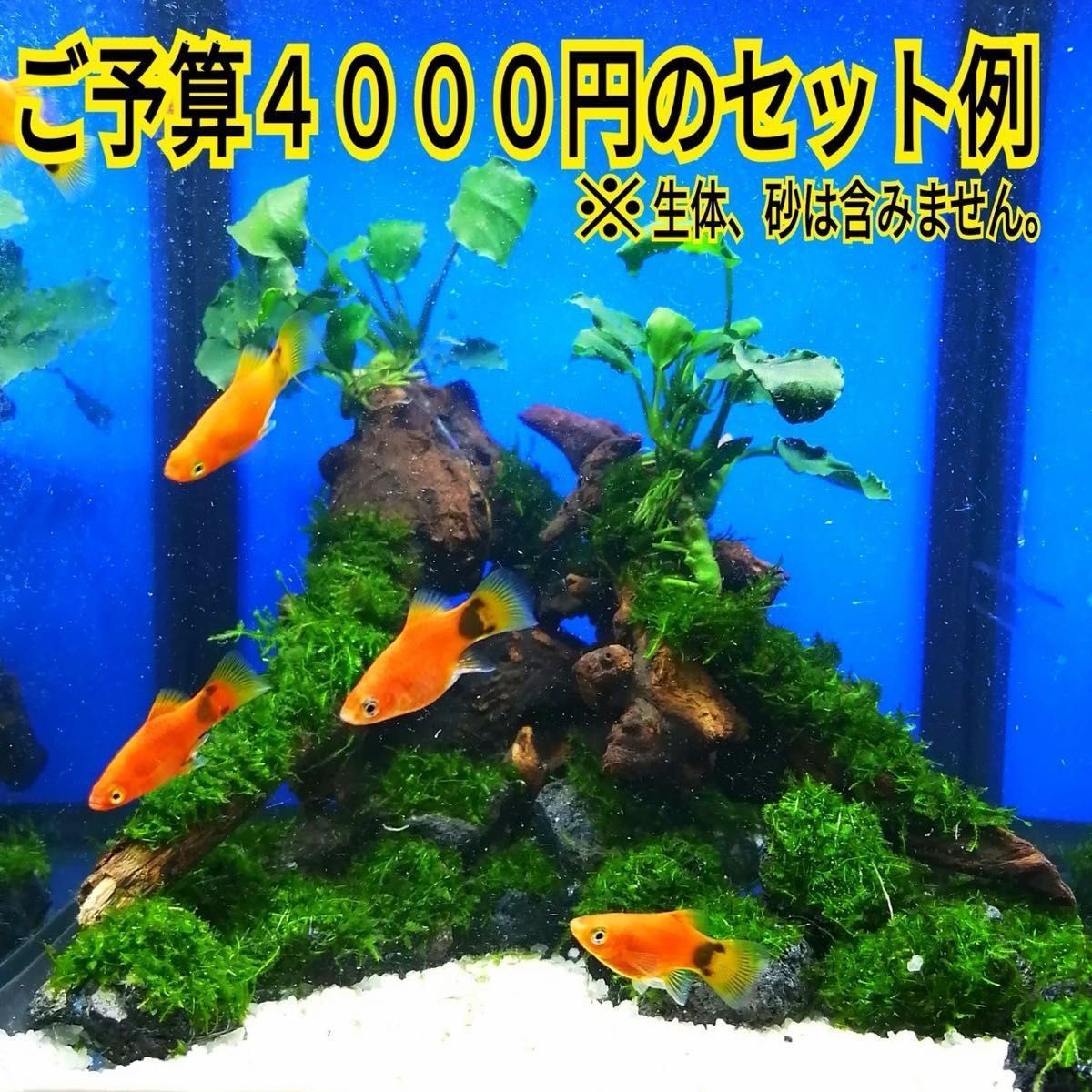 3個 南米ウィローモス 無農薬 赤 溶岩石 ヤマトヌマエビ ミナミヌマエビ 水草 隠れ家 アクアリウム グッピー 金魚 メダカ