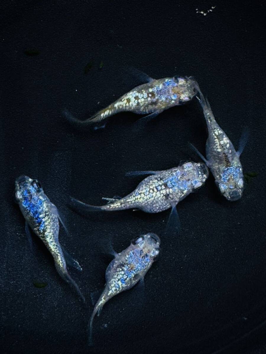 現物出品　極上若魚ネプチューンダルマメダカ　♂3♀2写真5.6は親魚ネプチューン黄金TYPE_画像2