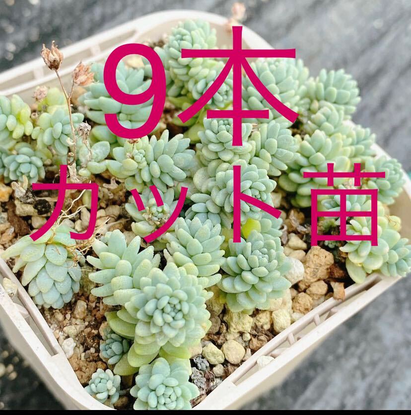 マジョール　9本カット苗　専用出品　多肉植物_画像1