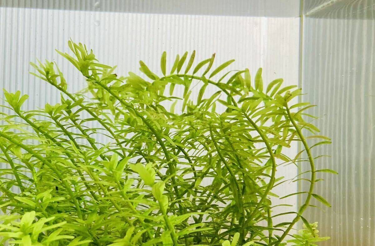  water plants green ro cod 20ps.@ underwater leaf beginner easy breeding 