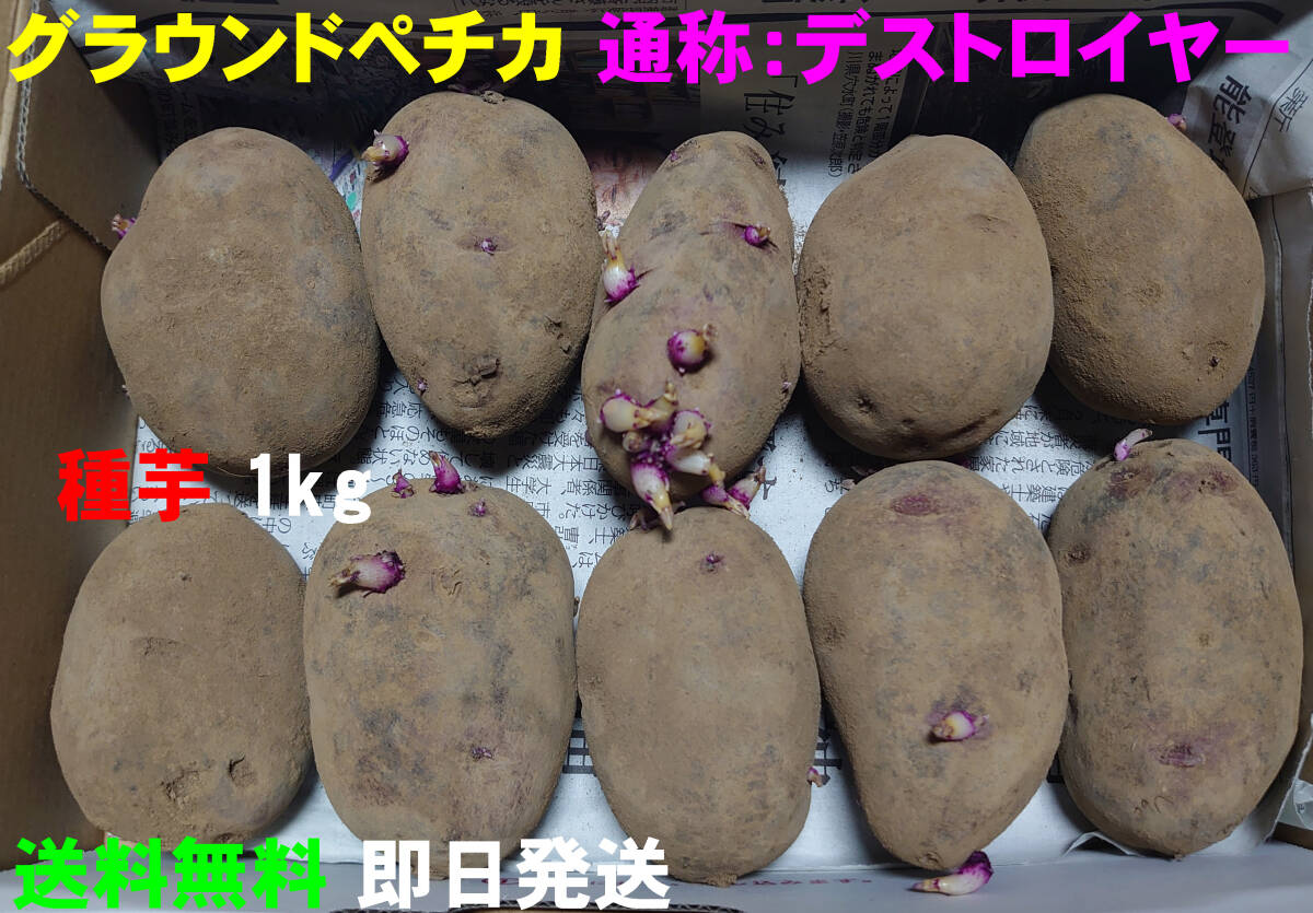 [Бесплатная доставка] эсминец (Grounditica) Семя картофельный картофель картофель 1 картофель 1