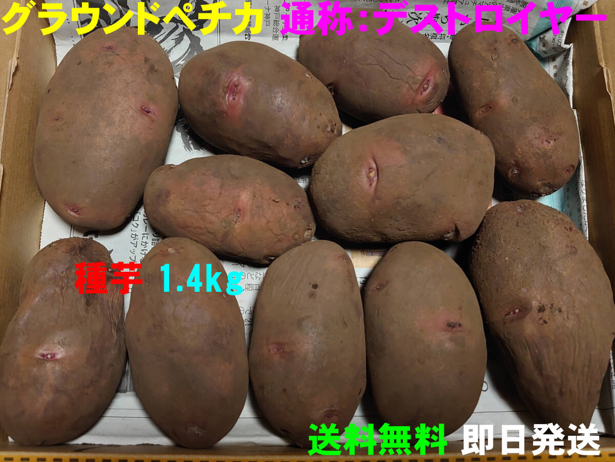 【送料無料】デストロイヤー(グラウンドペチカ)種芋　約1.4kg　じゃがいも　馬鈴薯　63_画像1