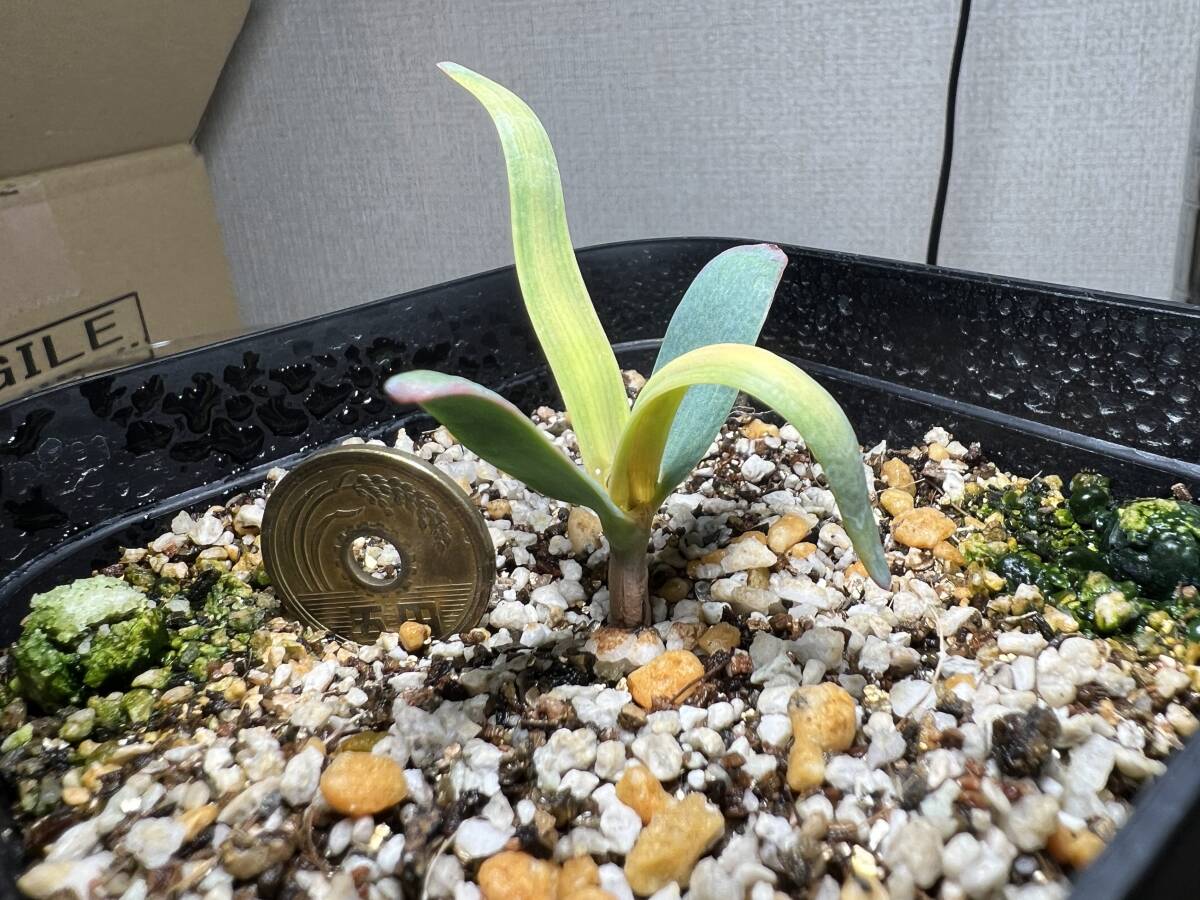 【1科1属1種】訳アリ価格 植物栽培経験者向き 2024.1.5播種 奇想天外 ウェルウィッチア ミラビリス Welwitschia mirabilisの画像1