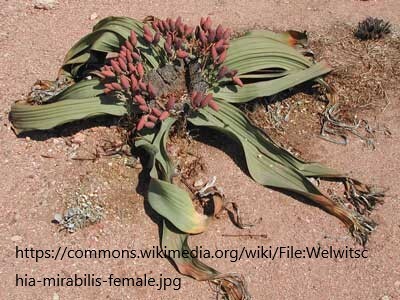 【1科1属1種】2024.2.5 播種 奇想天外 ウェルウィッチア ミラビリス Welwitschia mirabilis 検）塊根 多肉 サボテン 珍奇 希少の画像3