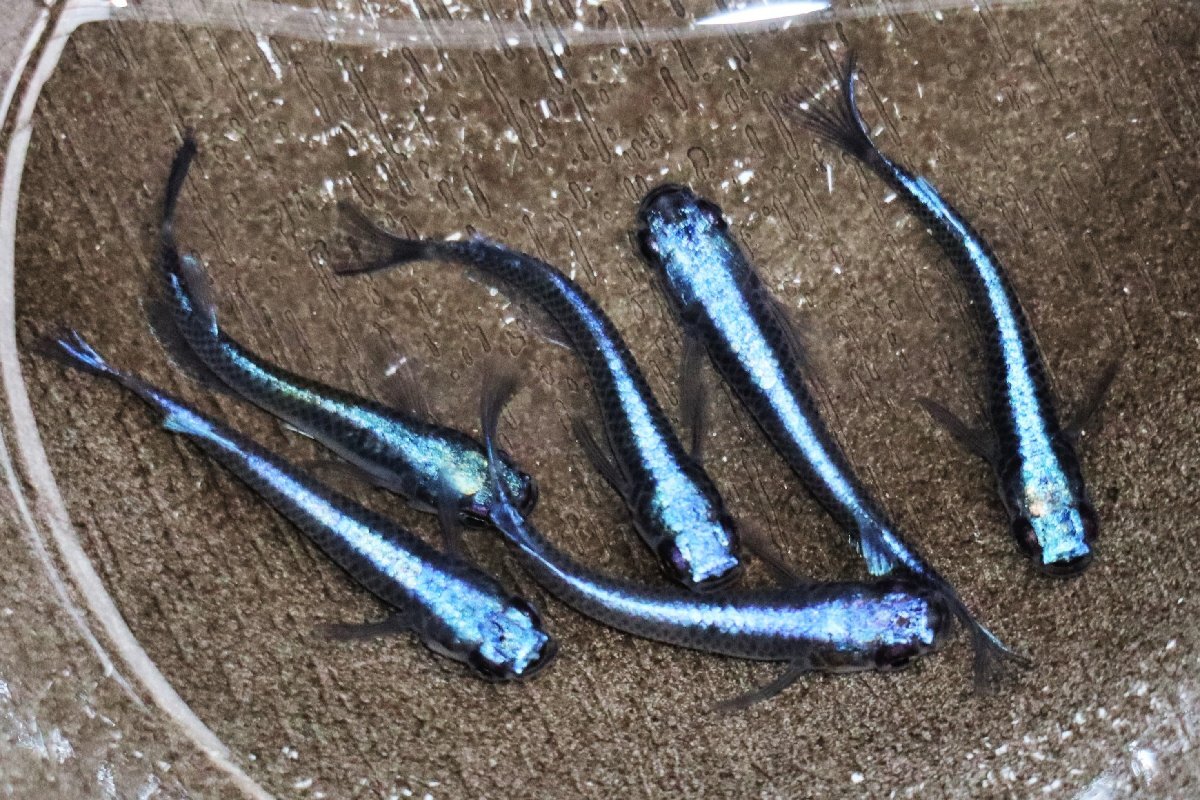 【八代海洋】濃藍（極上カブキブルー） 雄３尾、雌３尾 《現物画像！》Ｂ_画像3