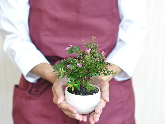  bonsai Mini lagerstroemia indica mini bonsai Mini .. slipping lagerstroemia indica flower gift Respect-for-the-Aged Day Holiday 