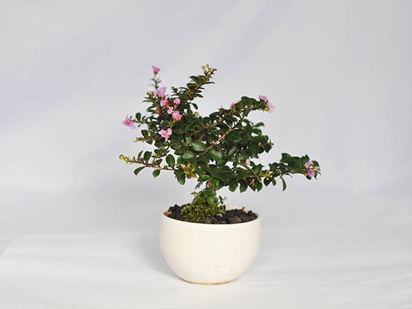  bonsai Mini lagerstroemia indica mini bonsai Mini .. slipping lagerstroemia indica flower gift Respect-for-the-Aged Day Holiday 