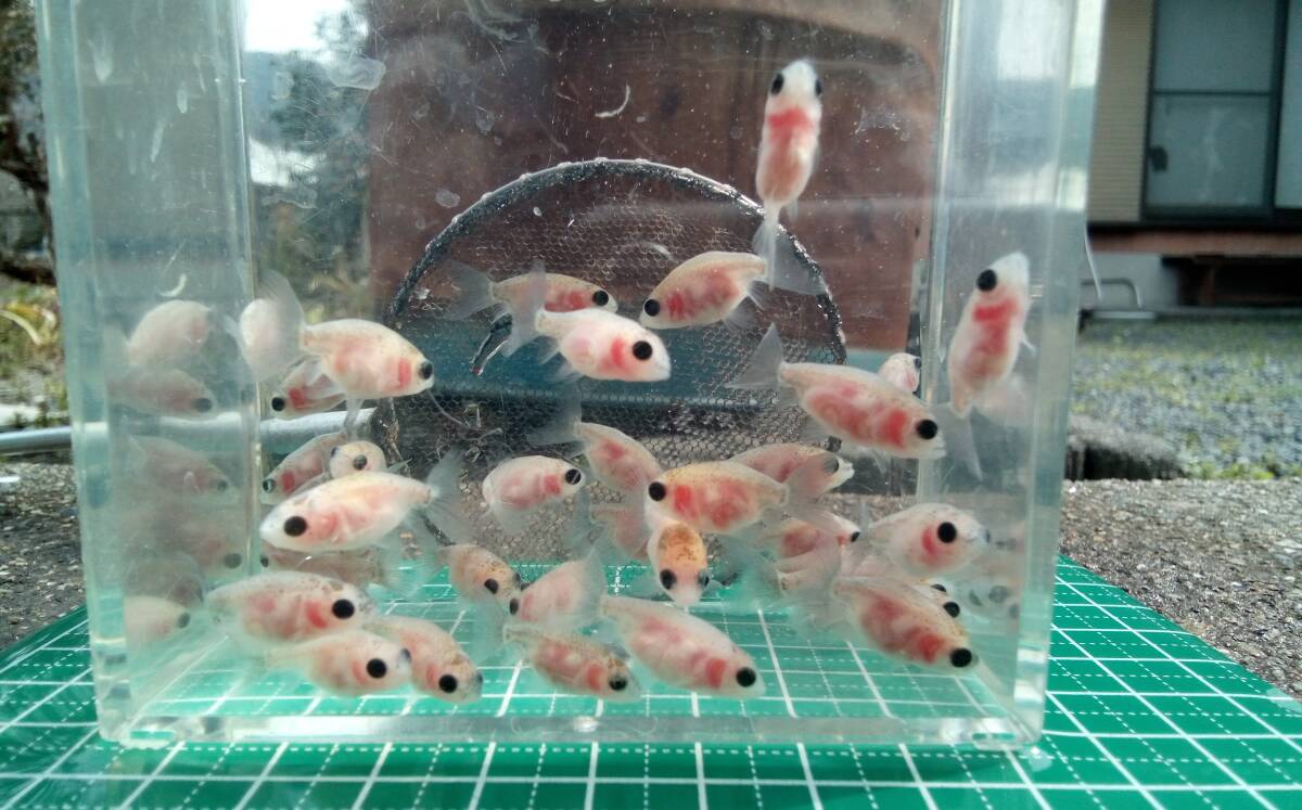 ちょうちん江戸錦　(フナ尾)　稚魚　約2cm～2.5cm前後　5匹　【パンダ目・黒目】　_画像2