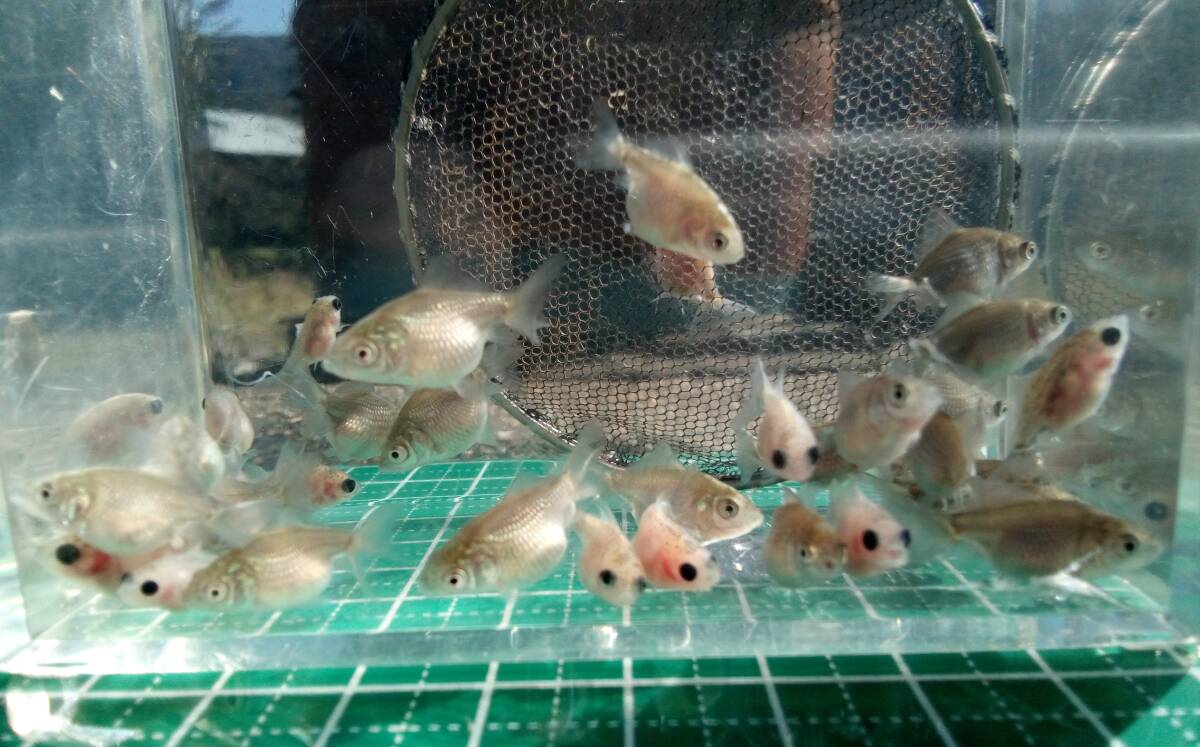 ピンポンパール　稚魚　約1.5cm～2cm前後　20匹　_画像5