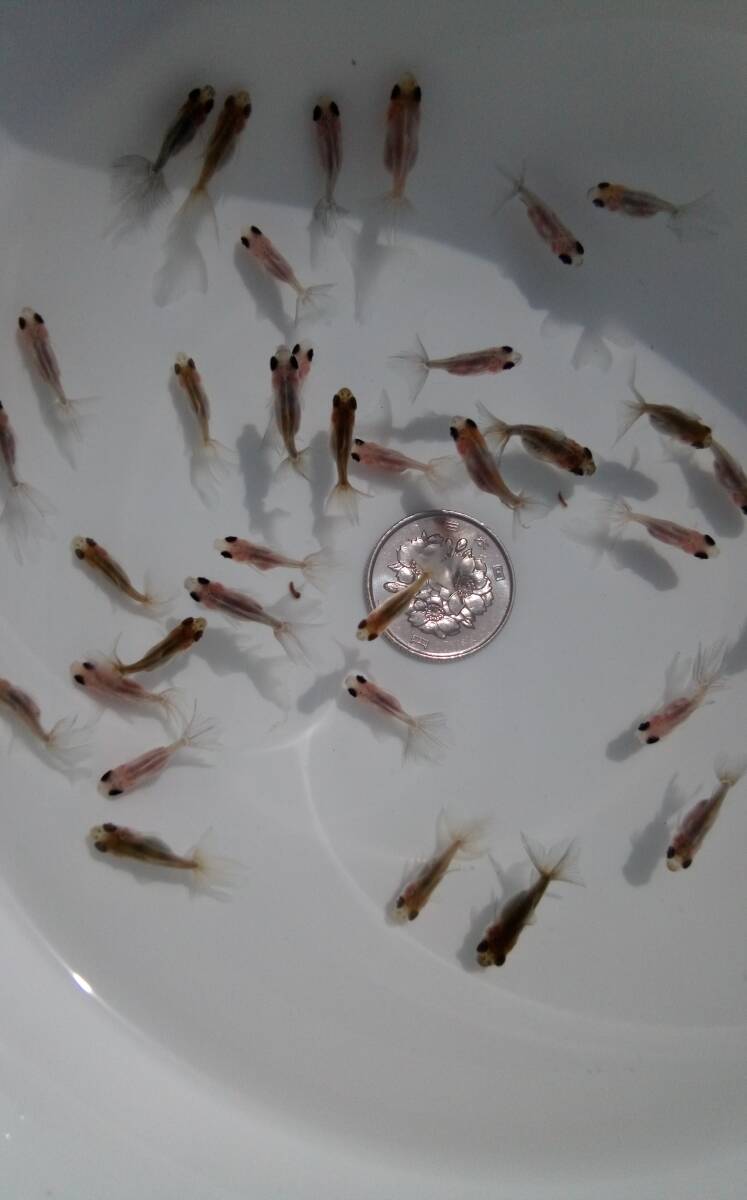 キャリコ蝶尾　 稚魚　約1.8cm～2cm前後　5匹　_画像3