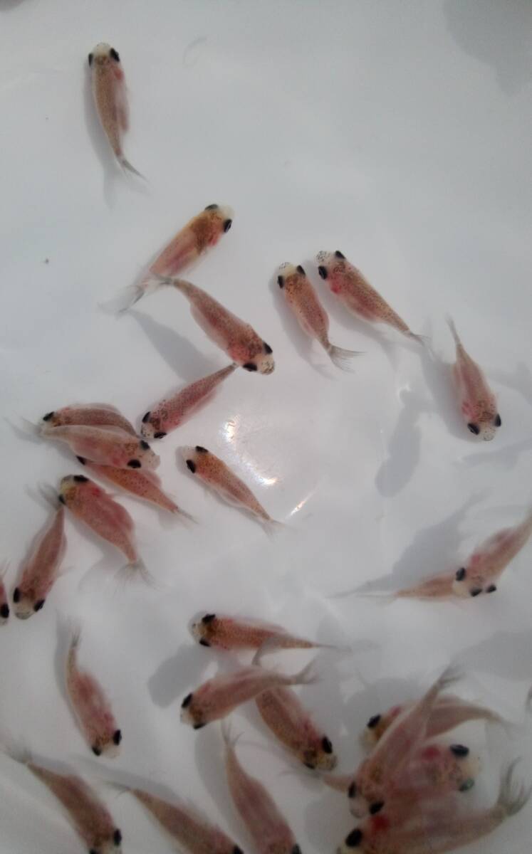 ちょうちん江戸錦　(フナ尾)　稚魚　約2cm～2.5cm前後　5匹　【パンダ目・黒目】　_画像3