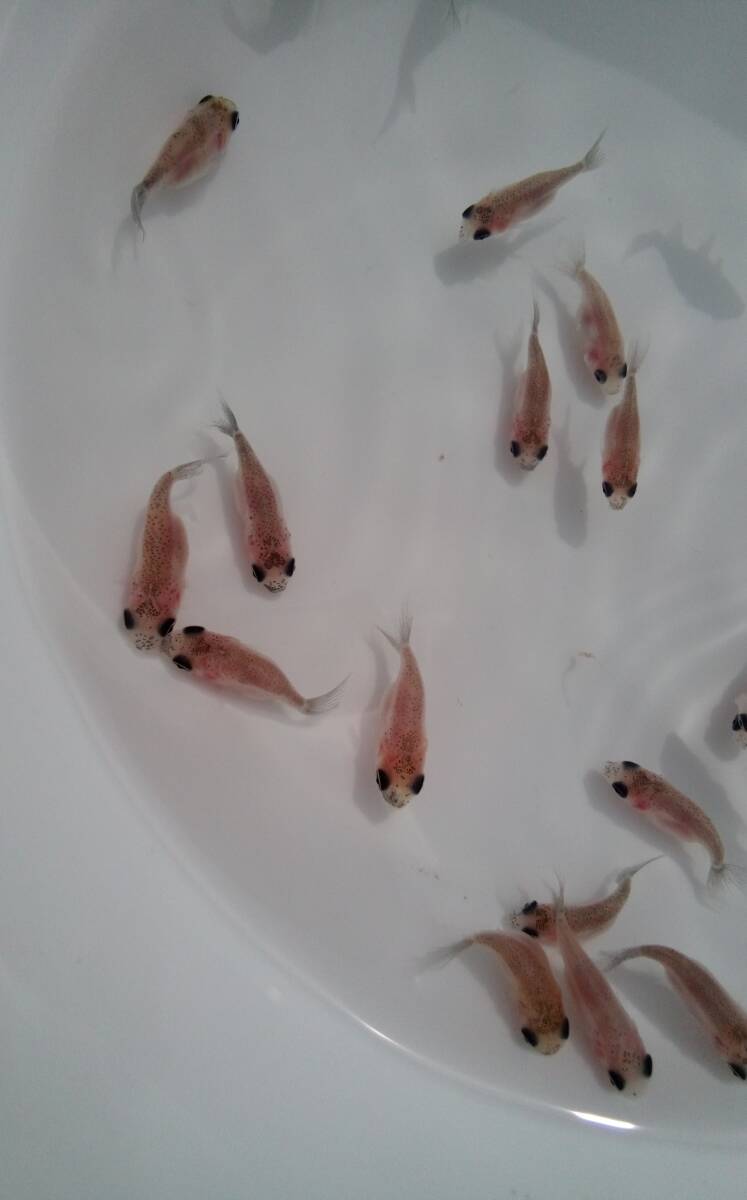 ちょうちん江戸錦　(フナ尾)　稚魚　約2cm～2.5cm前後　10匹　【パンダ目・黒目】　_画像4