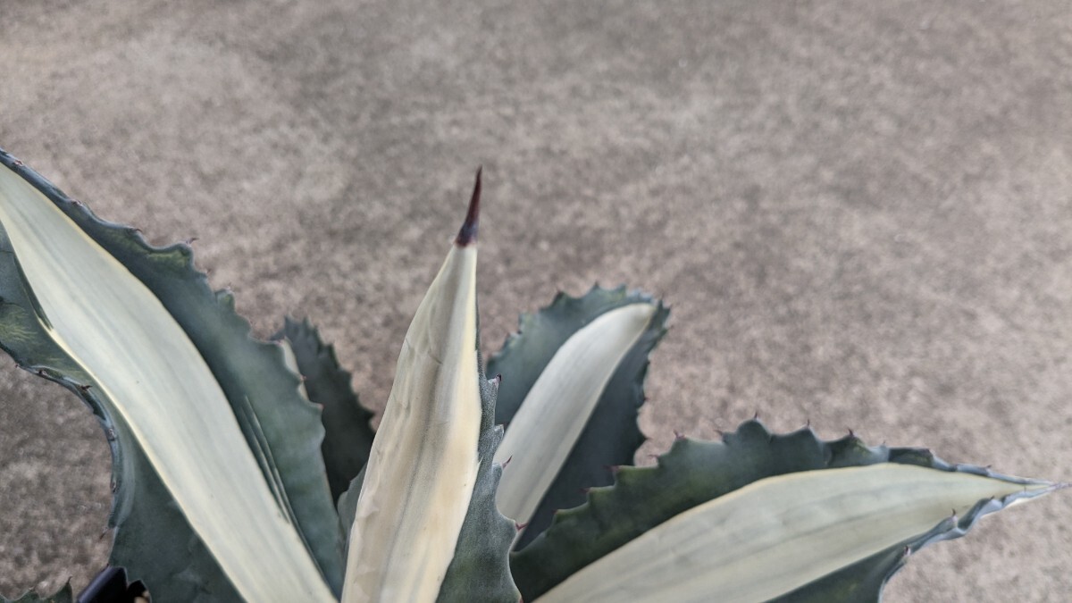 アガベ 華厳　アメリカーナメディオピクタアルバ　中株　幅広葉　多肉植物　agave パリー_画像6