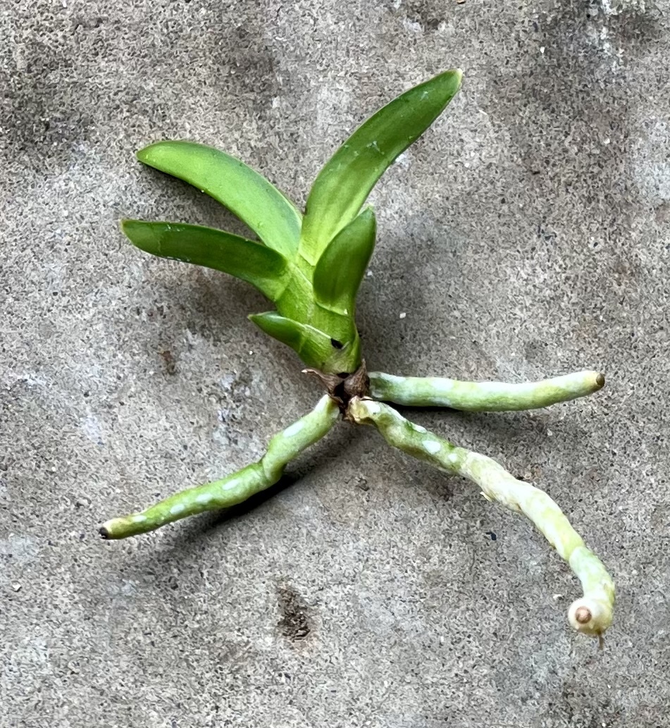 富貴蘭　青軸青根豆葉【翠扇】伝統園芸　東洋蘭　斑入り山野草《富貴蘭を楽しんで》_画像5