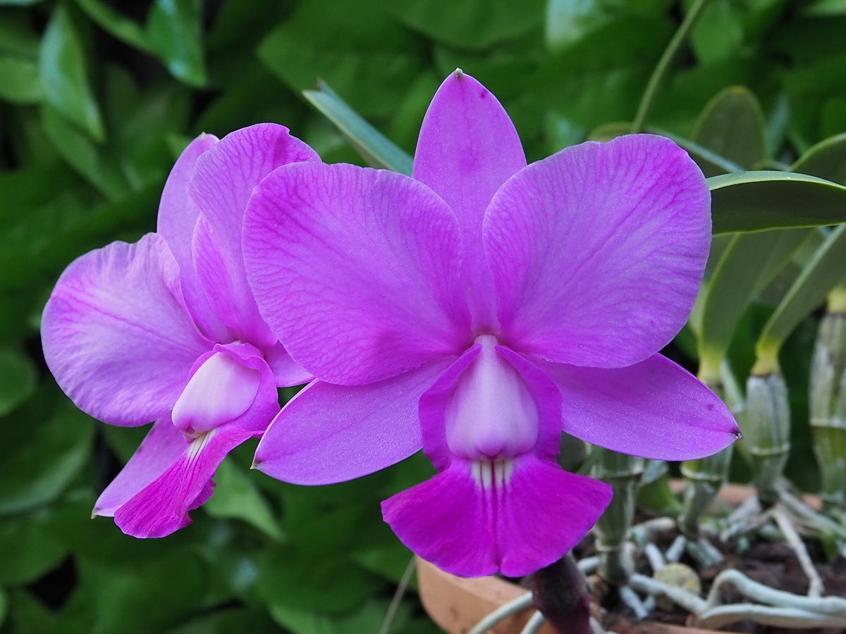 Yahoo!オークション - 洋蘭 原種 カトレアC.walkeriana `joel da Yahoo!オークション - 洋蘭 原種 カトレアC.walkeriana `joel da