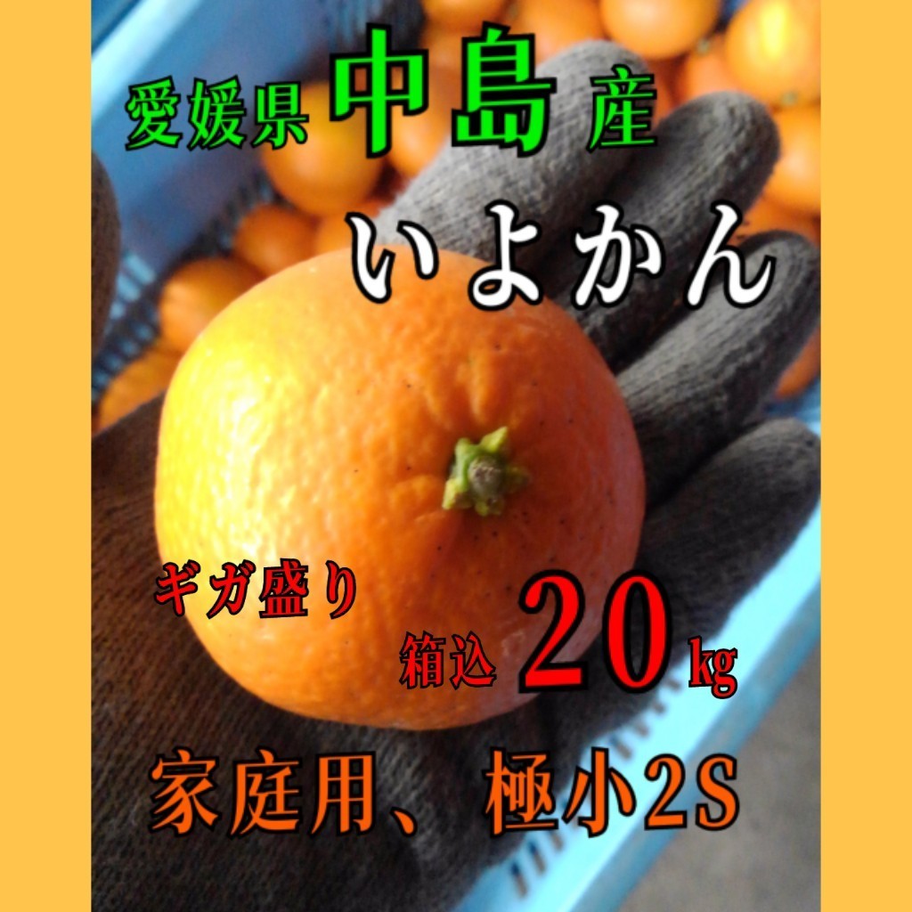 ギガ盛り☆送料込！！愛媛県中島産いよかん家庭用極小2S箱込20㎏(正味18.5㎏)伊予柑産地直送④_画像1