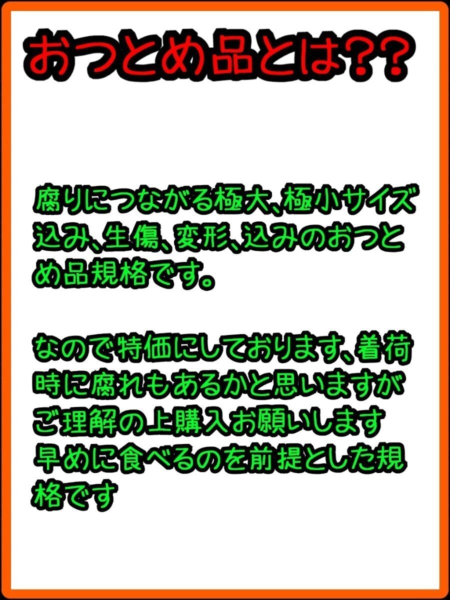 送料込！！愛媛県中島産いよかんおつとめ品箱込17㎏(14㎏+保証量1.5㎏)伊予柑産地直送③_画像5