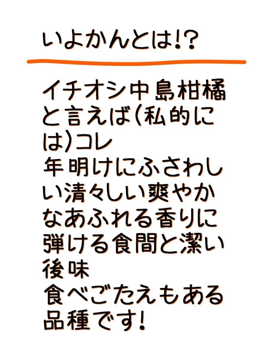 中島郵便局より発送！！愛媛県中島産いよかん家庭用極小2S箱込15㎏伊予柑産地直送③_画像6