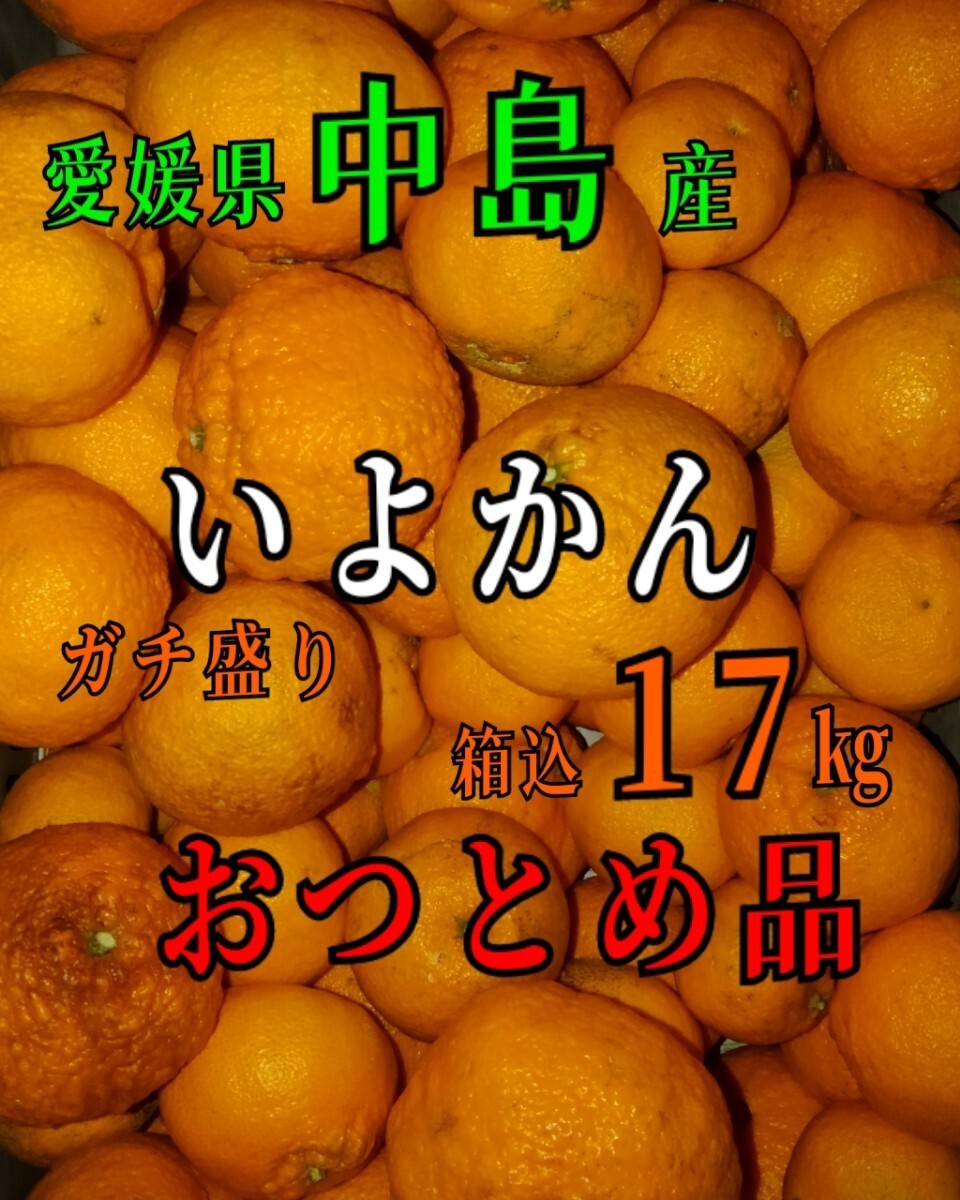 送料込！！愛媛県中島産いよかんおつとめ品箱込17㎏(14㎏+保証量1.5㎏)伊予柑産地直送②_画像1