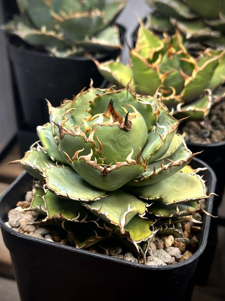 【Beeeplants】コレクション放出　フィリグリー　拇指厳竜　コンパクトフォルム　アガベチタノタオテロイ選抜 Agave titanota _画像2