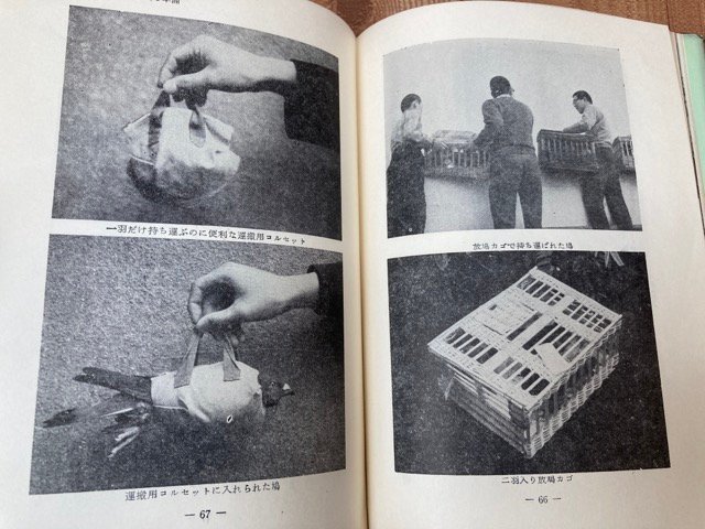 少年用　伝書鳩の飼い方と訓練/1969年　YAC655_画像7