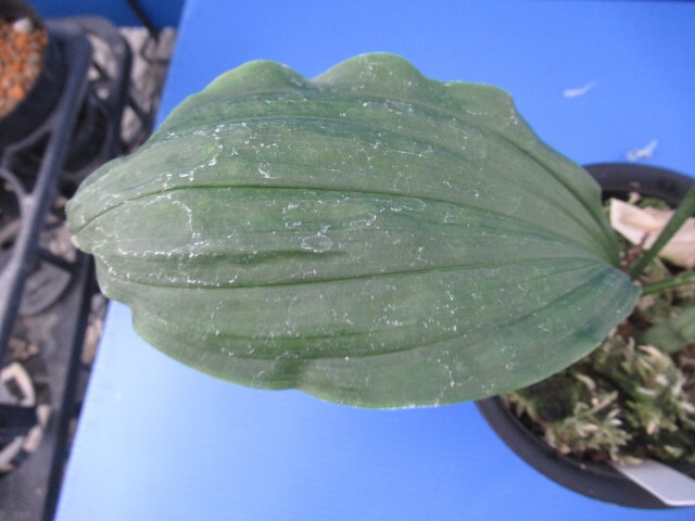 80えびね欄　１９１　札落ち品　初花見込み　未開花交配苗　山野草エビネラン_画像4