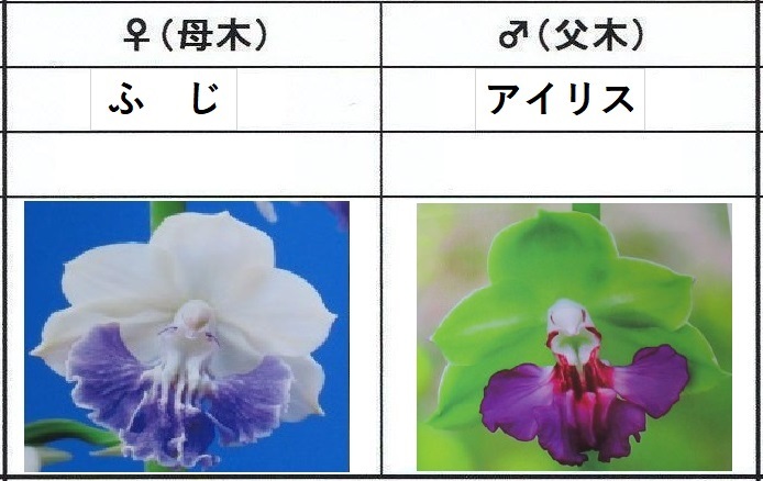 60えびね欄　１５１　ふじ×アイリス　1-2作以降初花見込苗　山野草エビネラン_画像1