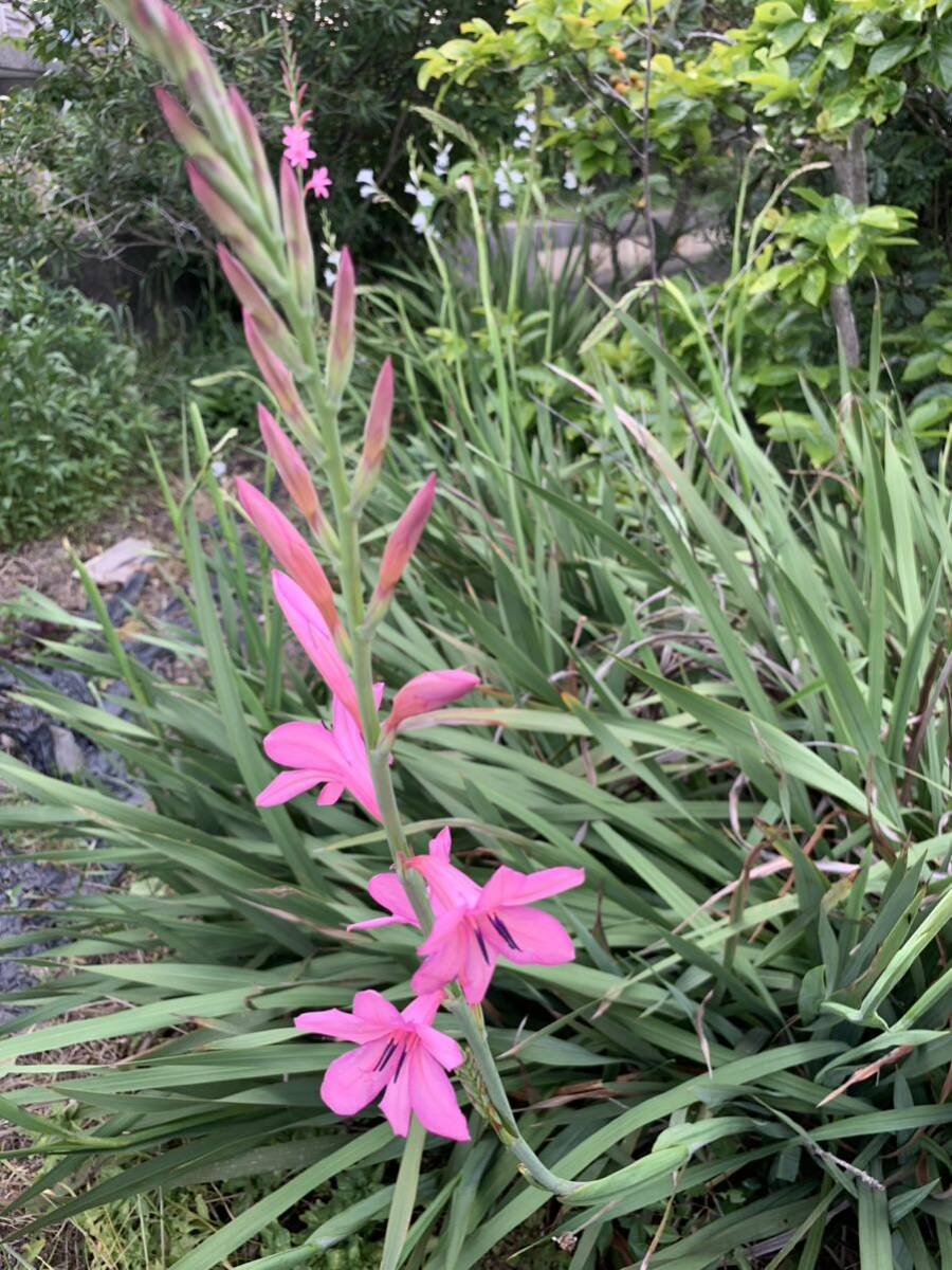 トランペット形の花を咲かせるワトソニア200〜250g_画像2