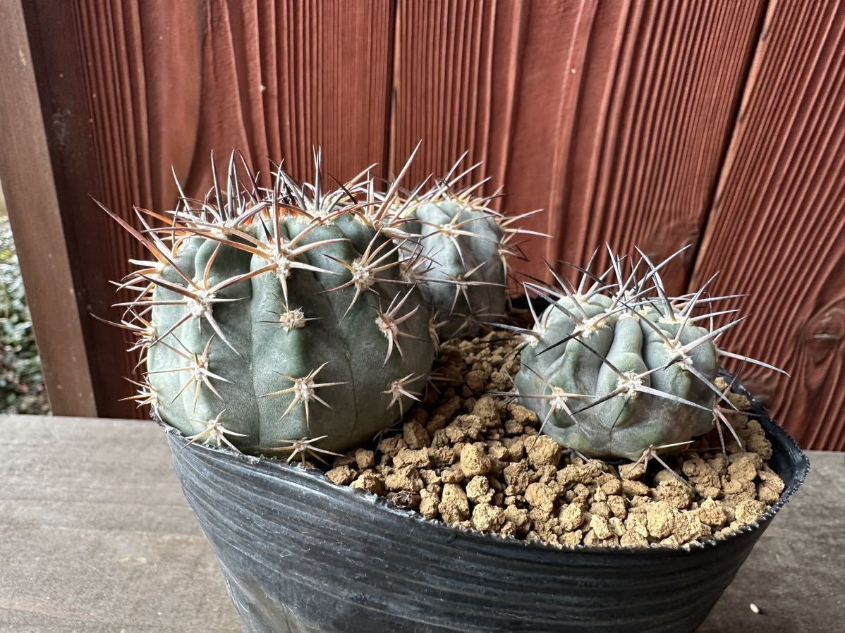 4. アカントカリキウム・グラウカム Acanthocalycium glaucum 三株 実生　_画像5