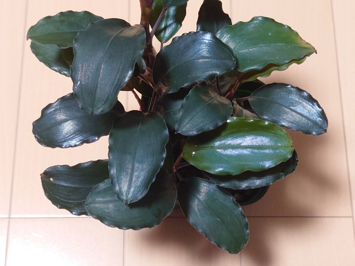 Bucephalandra sp. Black Cuurant 初出品！大株 ブセファランドラ_画像3