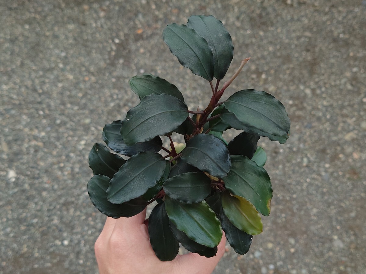 Bucephalandra sp. Black Cuurant 初出品！大株 ブセファランドラ_画像7