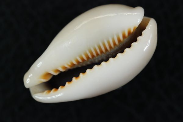 ナツメダカラ　33mm 　タカラガイ　貝標本　貝殻_画像2