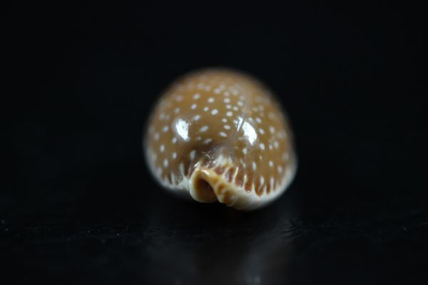 ハワイシボリダカラ 15.7mm  タカラガイ 貝標本 貝殻の画像5