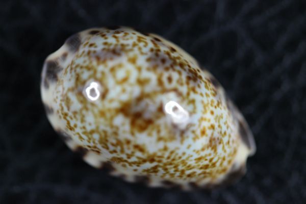 マルクロダカラ　23.8mm 　大　タカラガイ　貝標本　貝殻_画像1