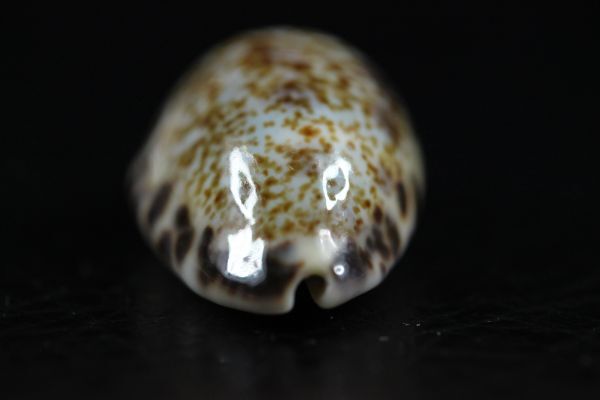 マルクロダカラ　23.8mm 　大　タカラガイ　貝標本　貝殻_画像6